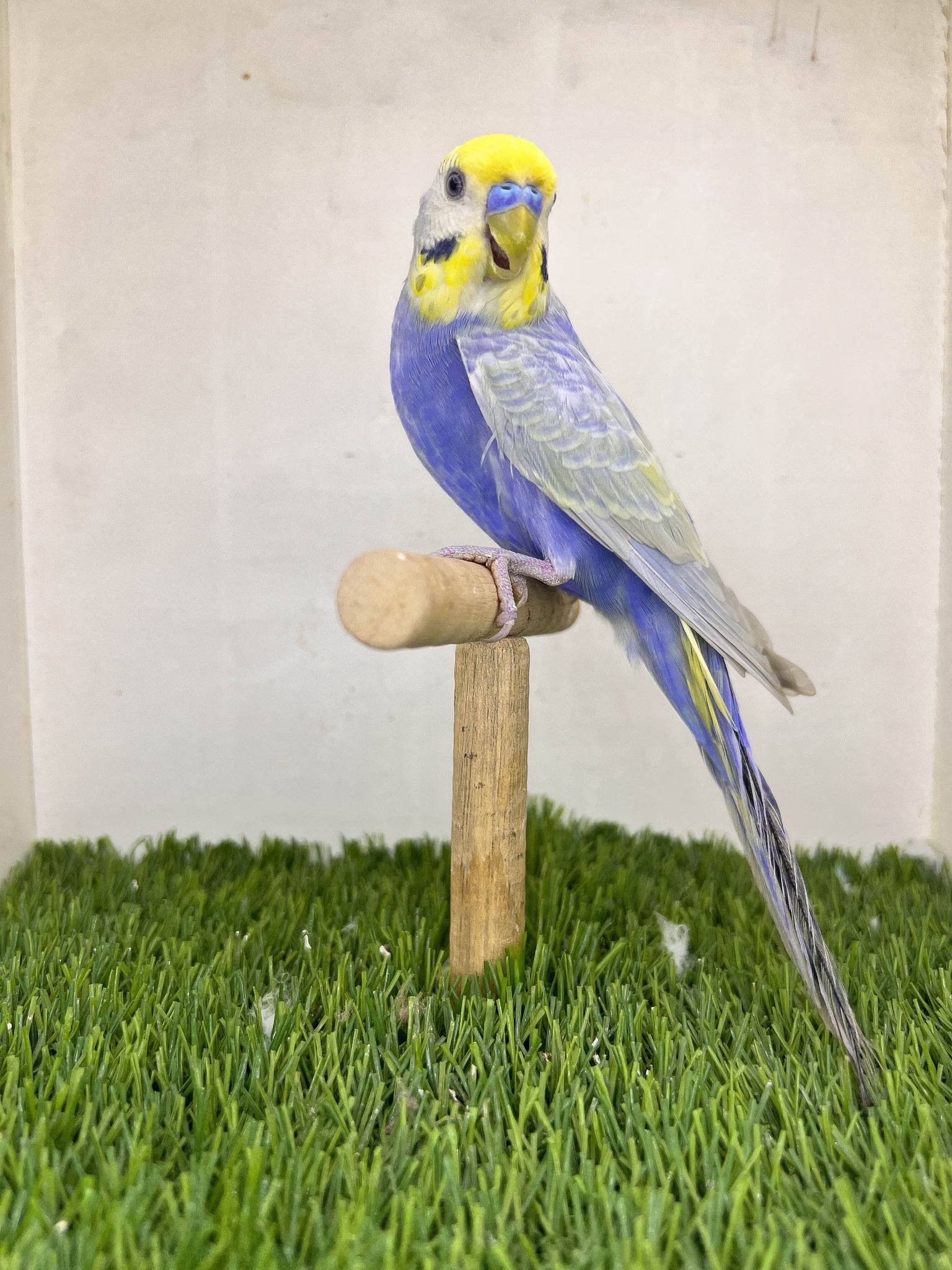 English Budgie vs American Budgie: All the Differences You Need to Know ...