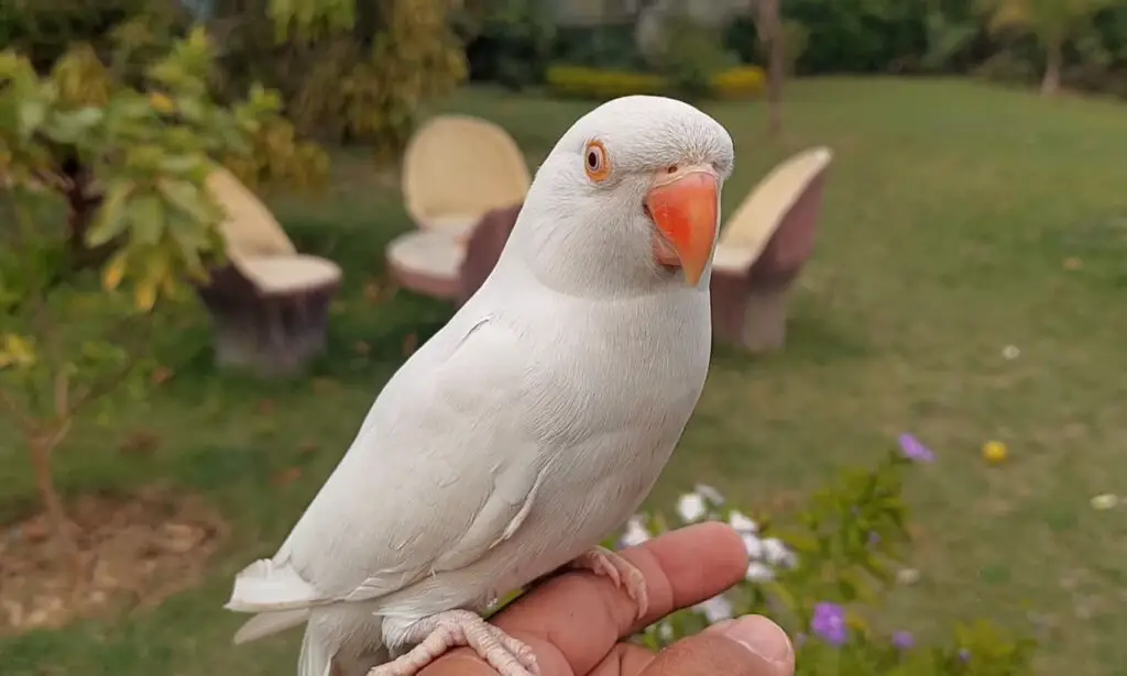 Alexandrine vs Indian Ringneck