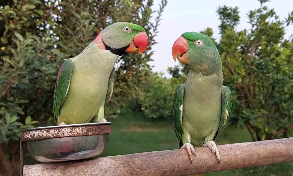 Alexandrine vs Indian Ringneck