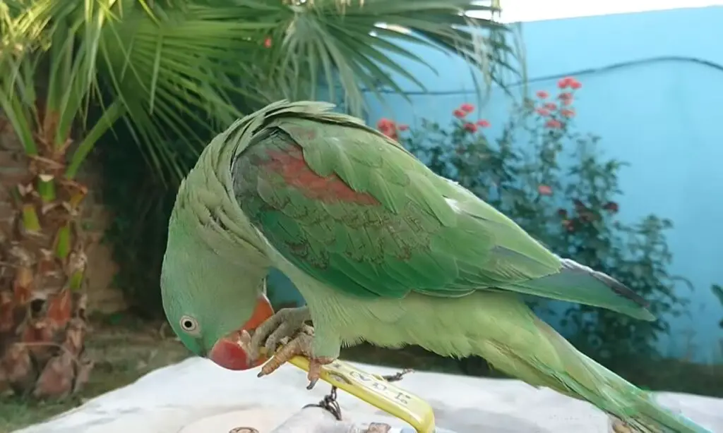 Alexandrine vs Indian Ringneck