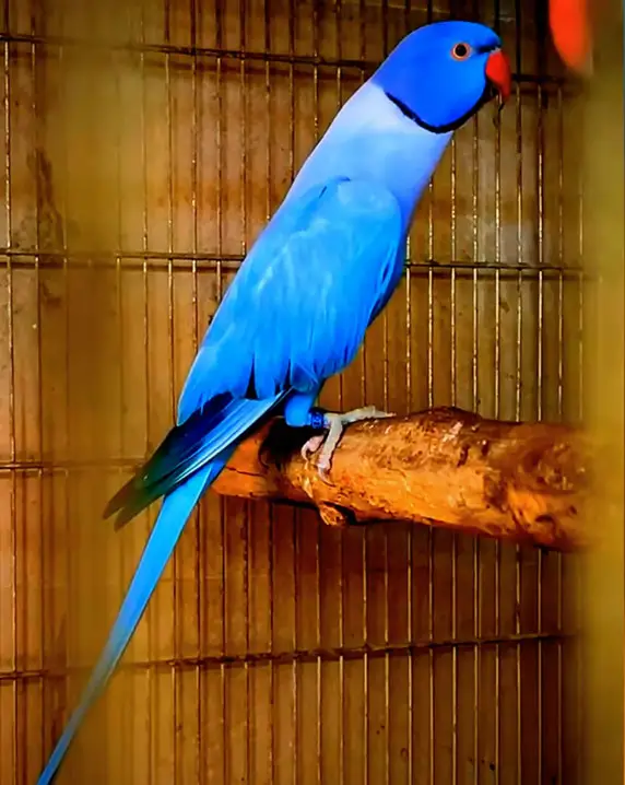 Alexandrine vs Indian Ringneck