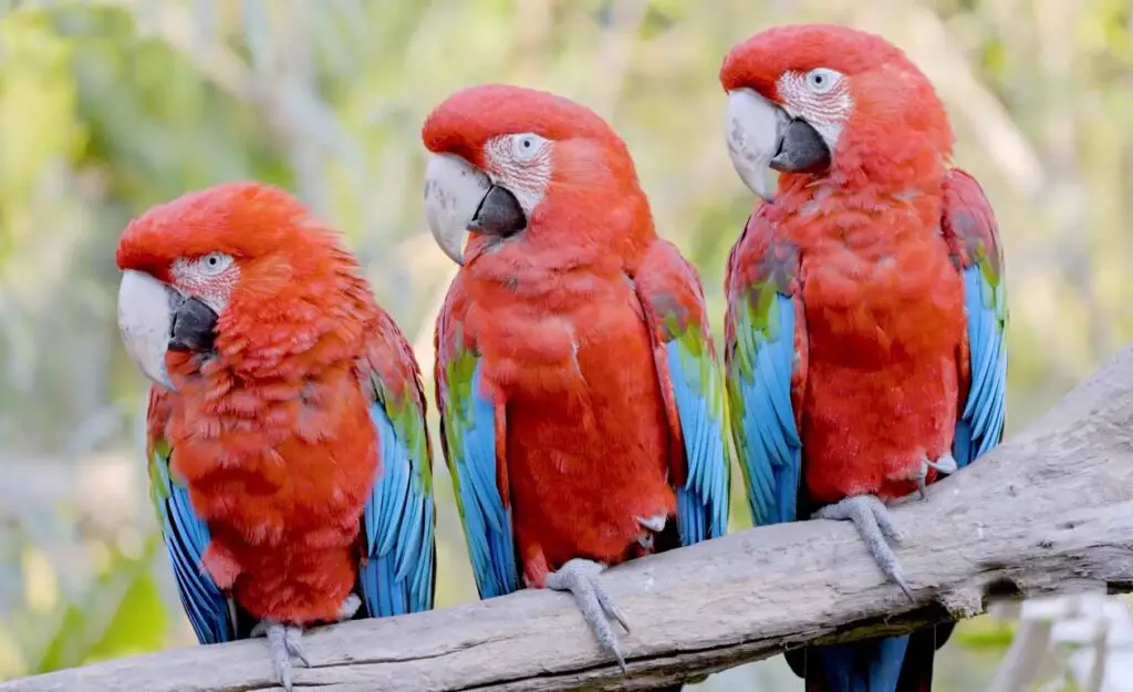 Can Parrots Eat Tomatoes?