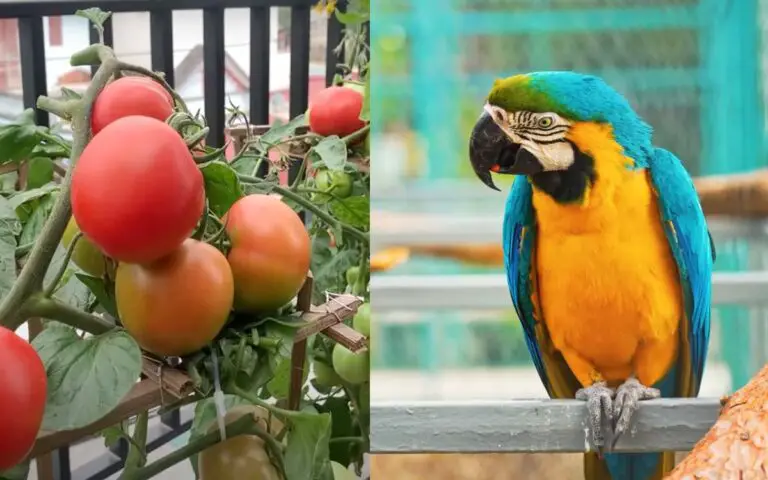 Can Parrots Eat Tomatoes? Yes and no(?)