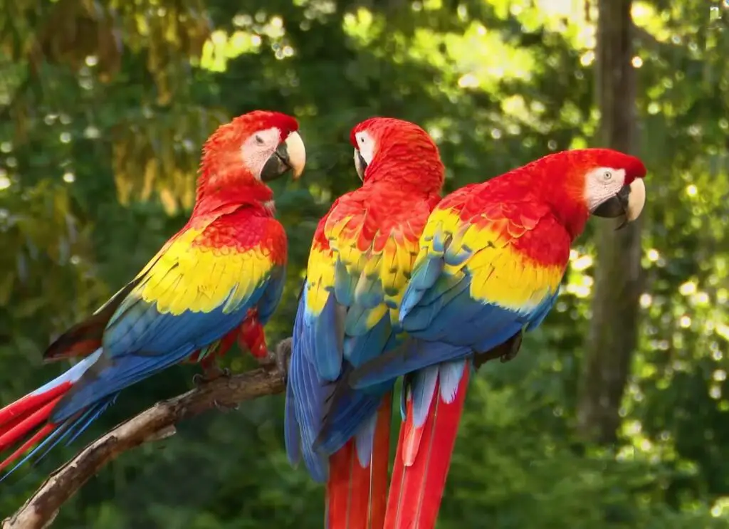 Can Parrots Eat Tomatoes?