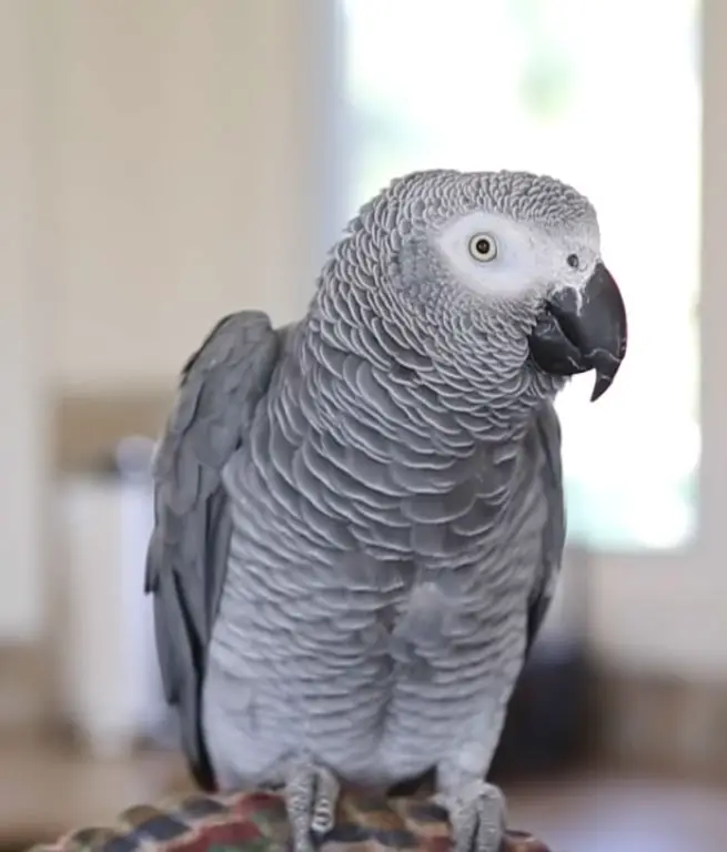 Timneh African Grey vs Congo African Grey