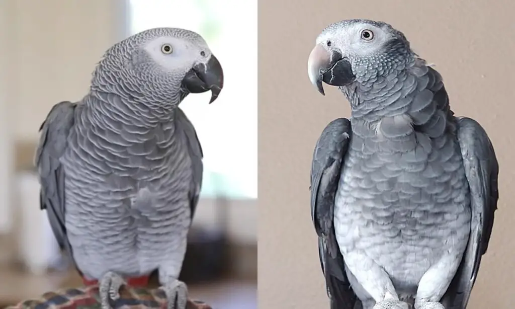 Timneh African Grey vs Congo African Grey: Which Bird To Get? - Birdaddicts