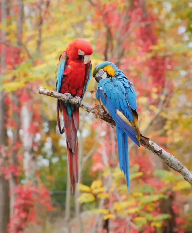 Macaws vs African Greys