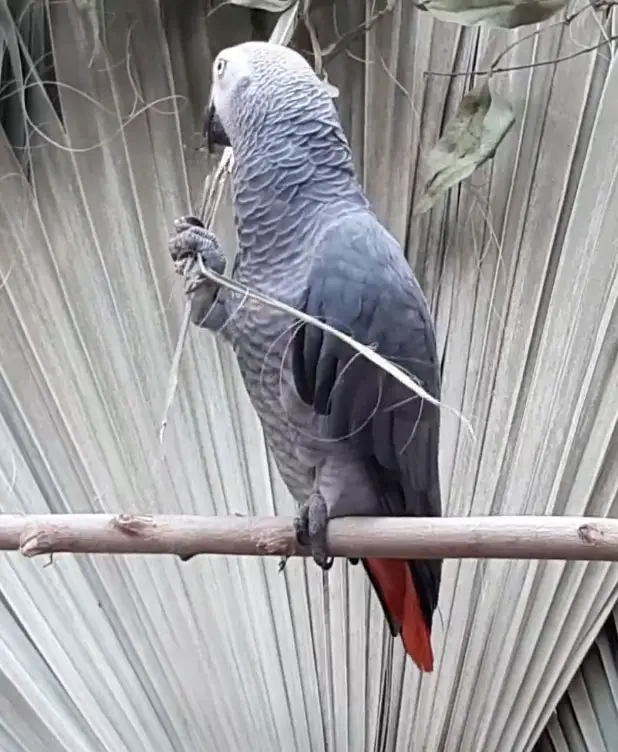 African Greys need more mental stimulations