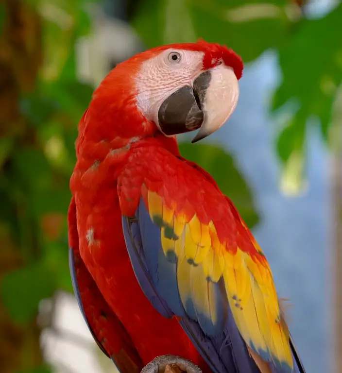 Macaws vs African Greys