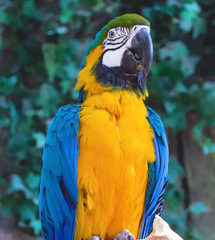 Macaws vs African Greys
