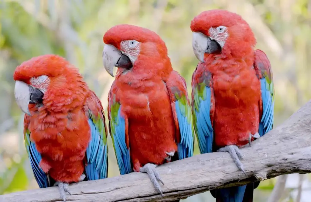 Macaws vs African Greys