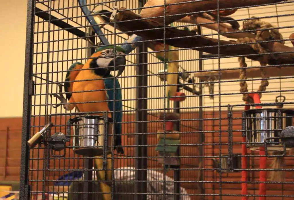 Macaws need larger cage