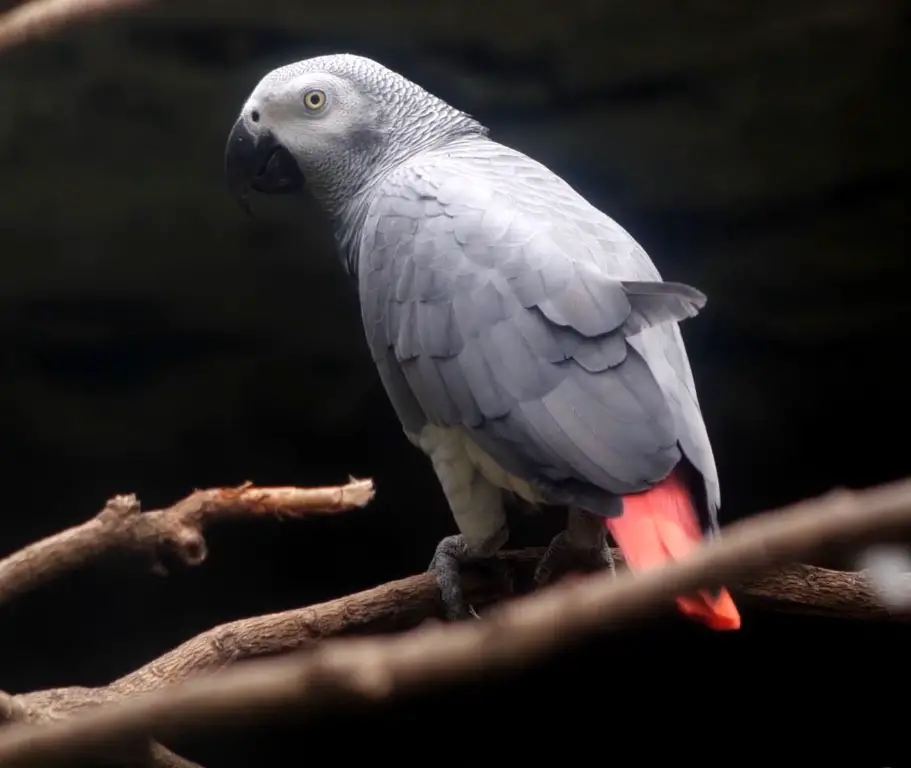 Macaws vs African Greys