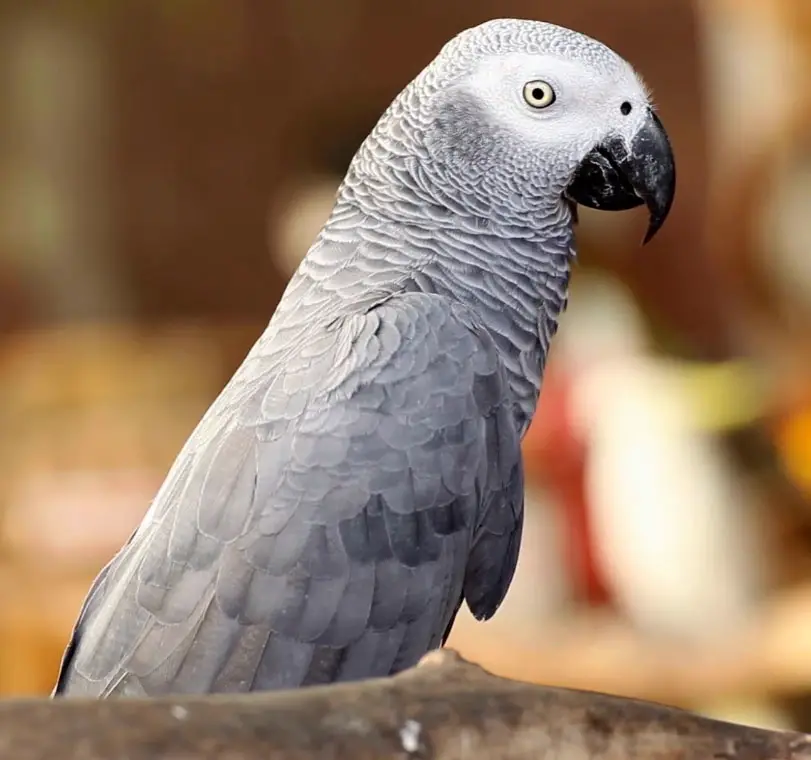 Macaws vs African Greys