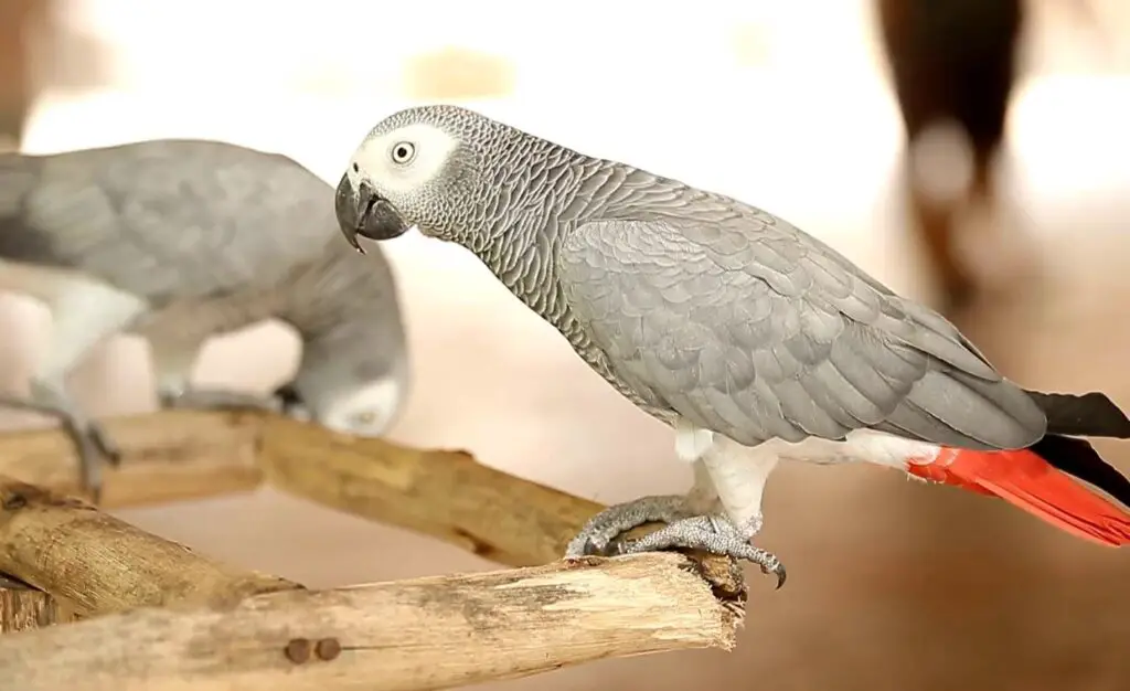 Both Macaws and African Greys pluck feathers