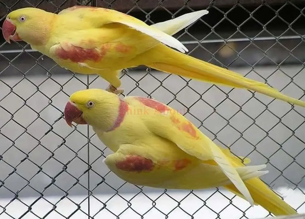 lutino alexandrine parrots