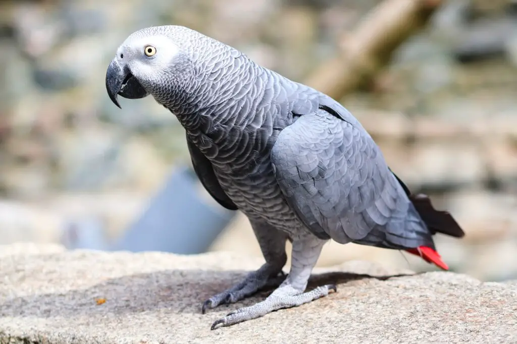 Timneh African Grey vs Congo African Grey