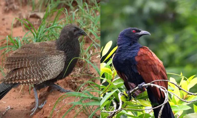 Is a Coucal a Pheasant?