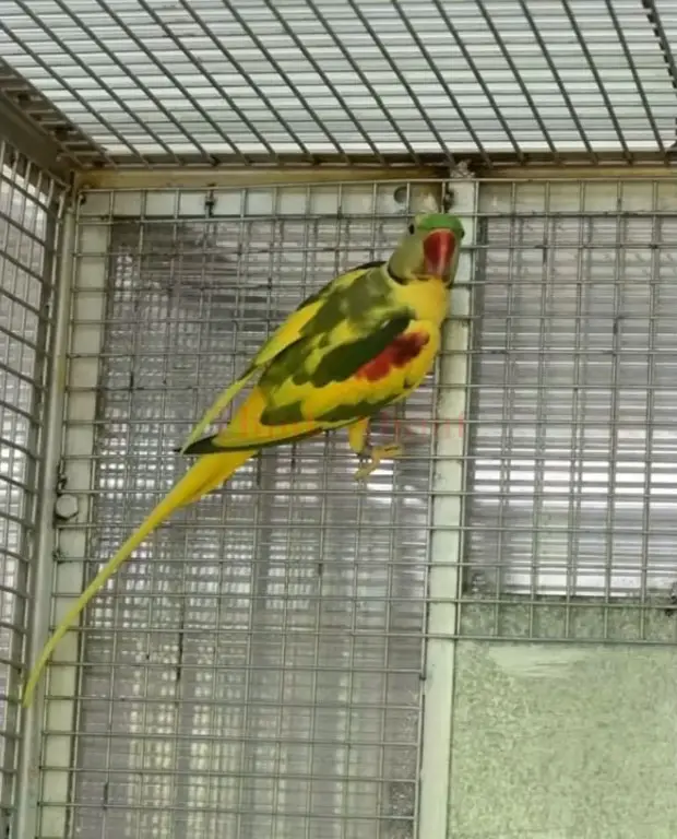 Lutino Pied Alexandrine parrots