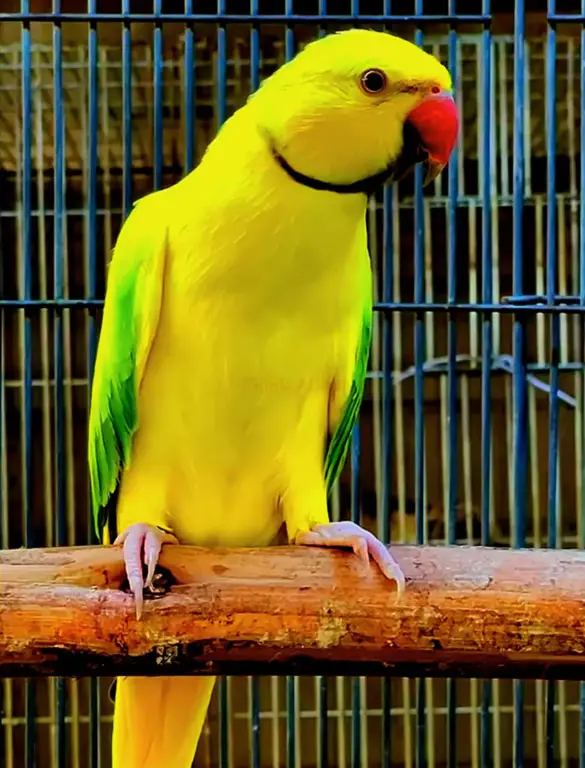 Alexandrine vs Indian Ringneck