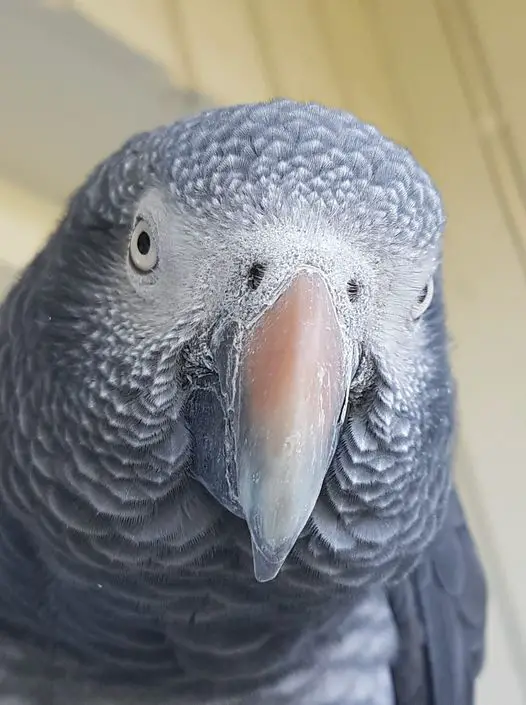 Timneh African Grey vs Congo African Grey