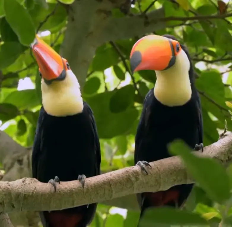 Are Toucans Good Pets?