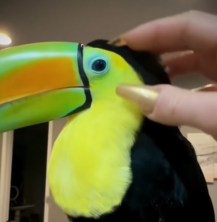 Are Toucans Good Pets?