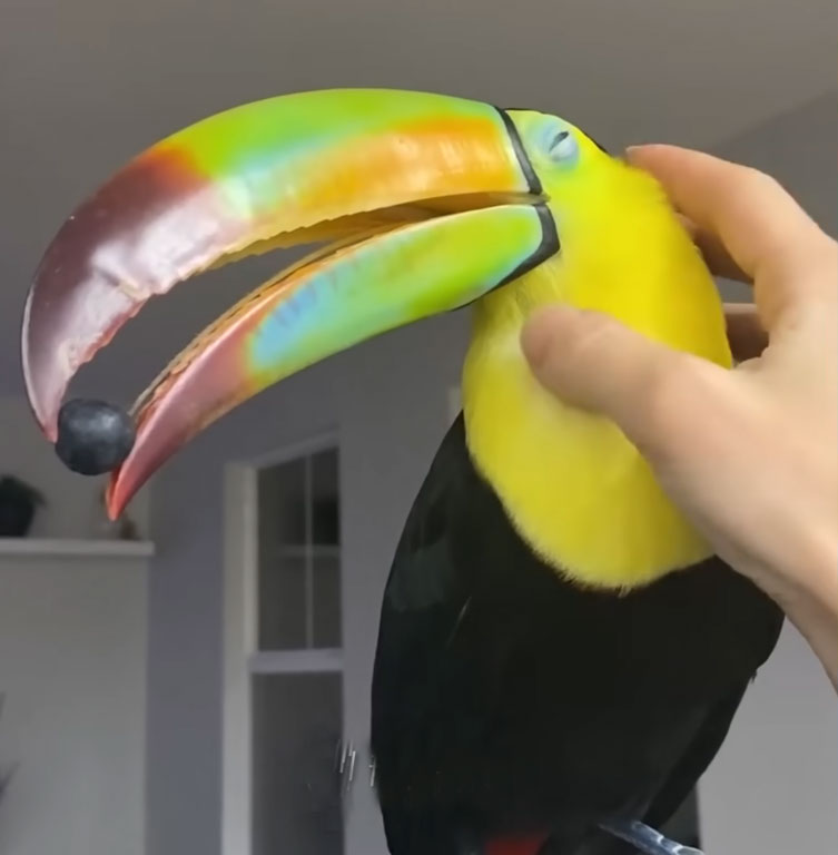 Are Toucans Good Pets?