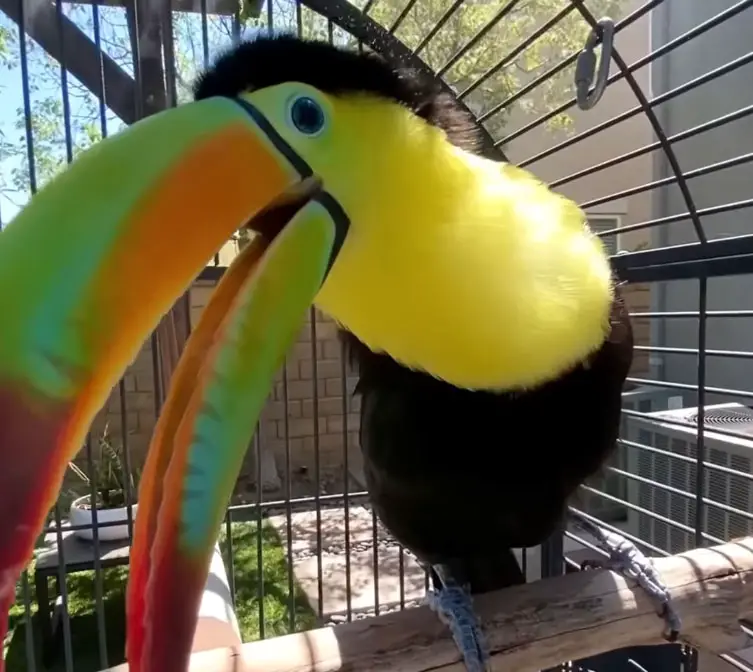 Are Toucans Good Pets?