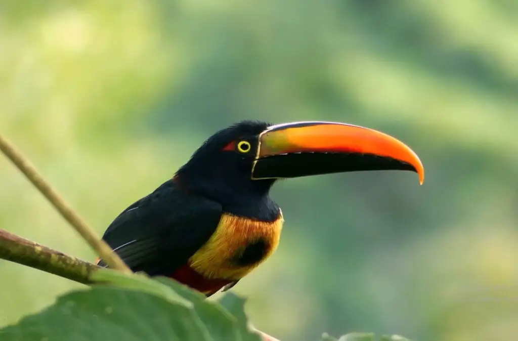 Are Toucans Good Pets?