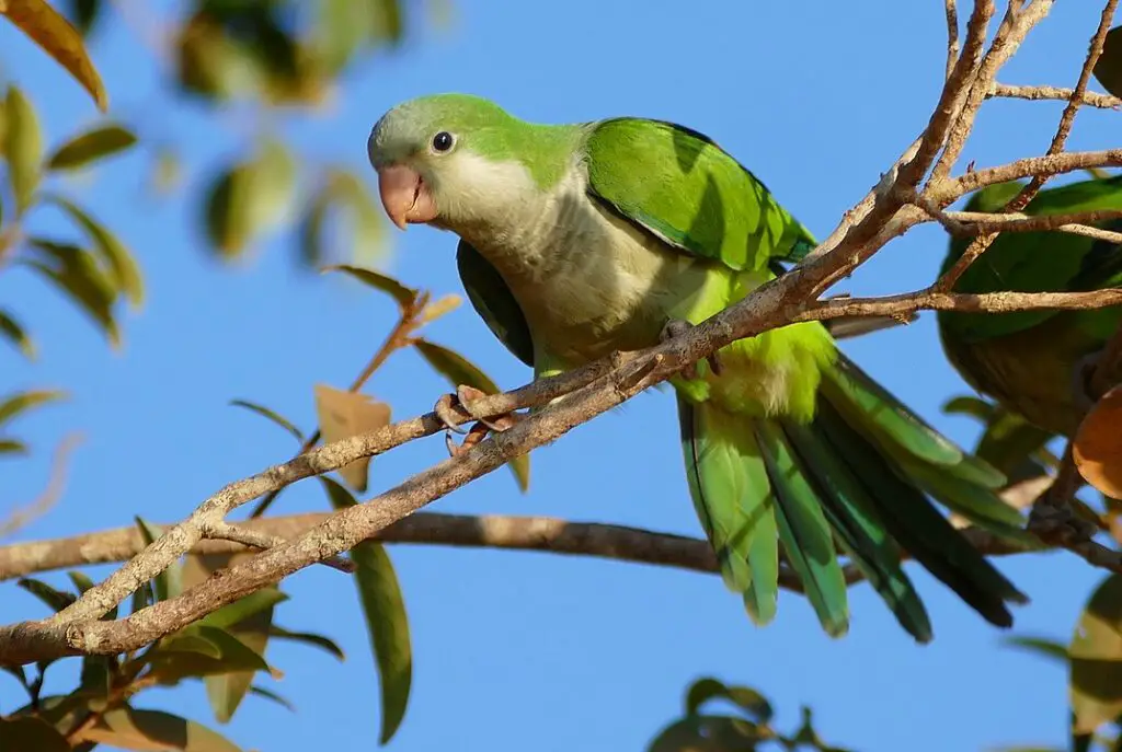 The Great Parrot Showdown: Quaker Parrot vs Indian Ringneck