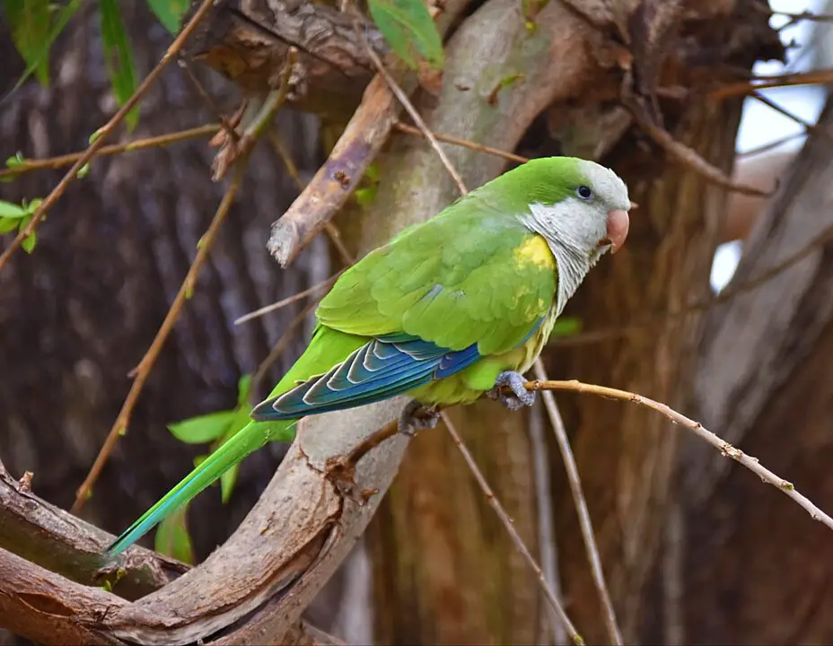 The Great Parrot Showdown: Quaker Parrot vs Indian Ringneck