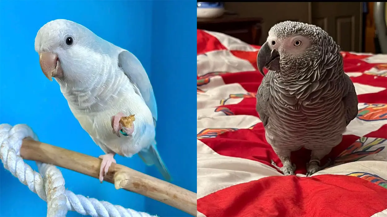 African Grey vs Quaker Parrot