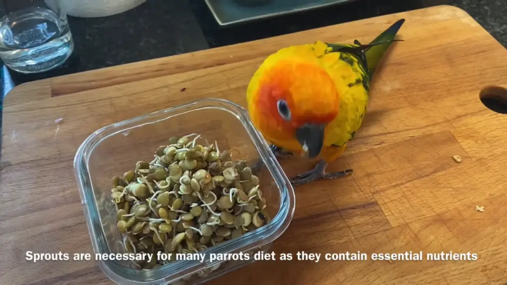 Can Parrots Eat Sprouts?