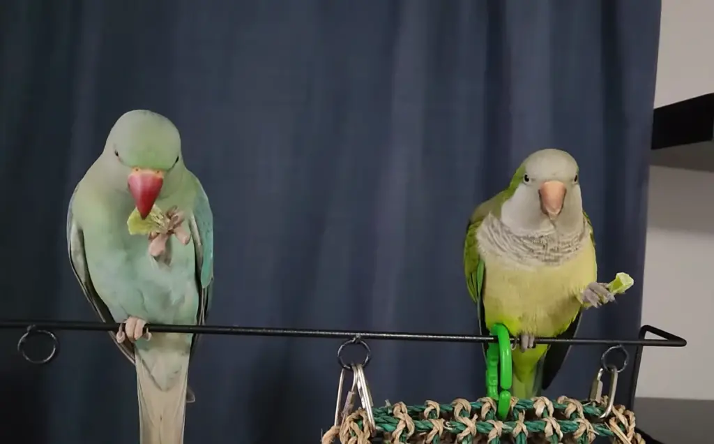 The Great Parrot Showdown: Quaker Parrot vs Indian Ringneck