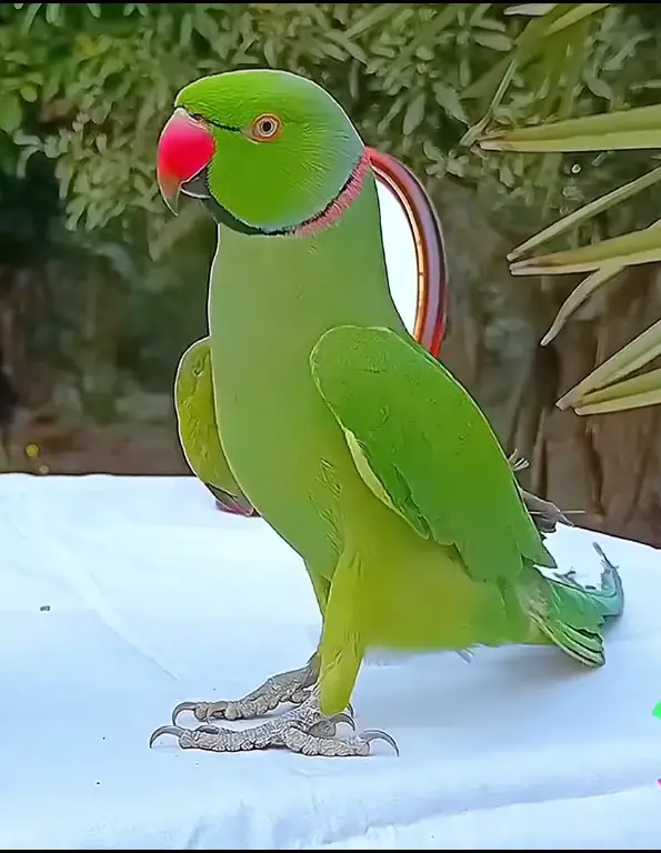 The Great Parrot Showdown: Quaker Parrot vs Indian Ringneck