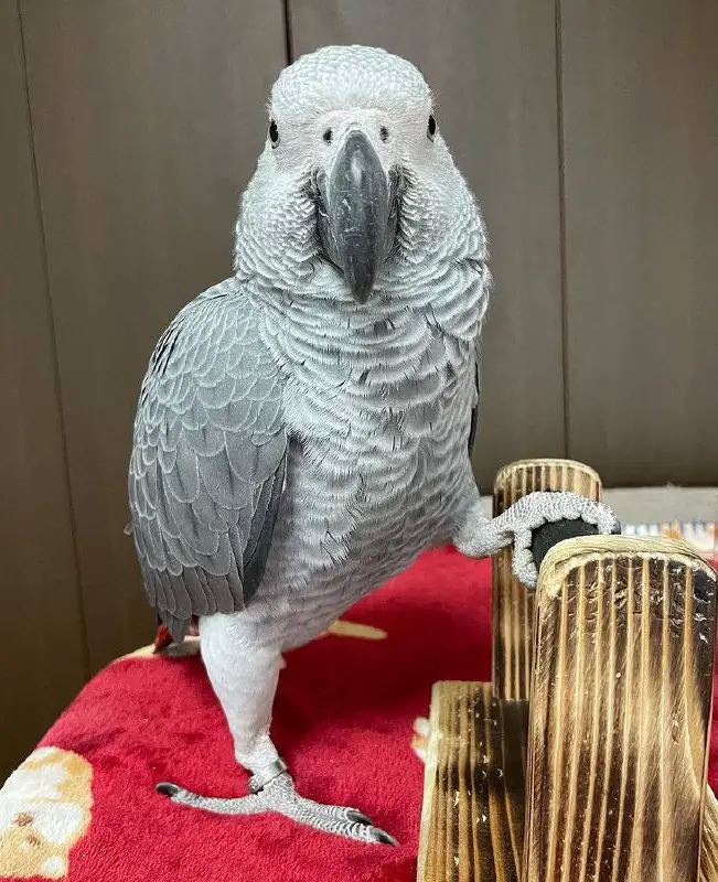 African Grey vs Quaker Parrot: African Greys might not be the best fit for households with active children.