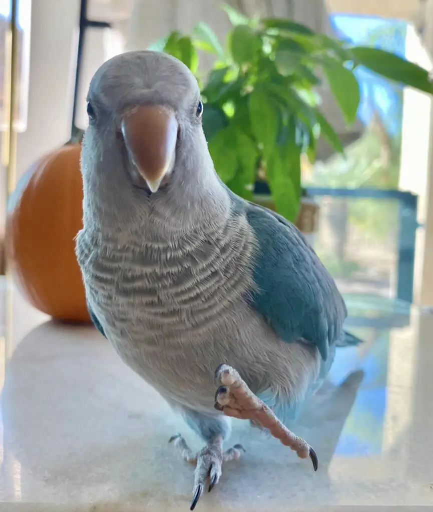 Blue Quaker parrot