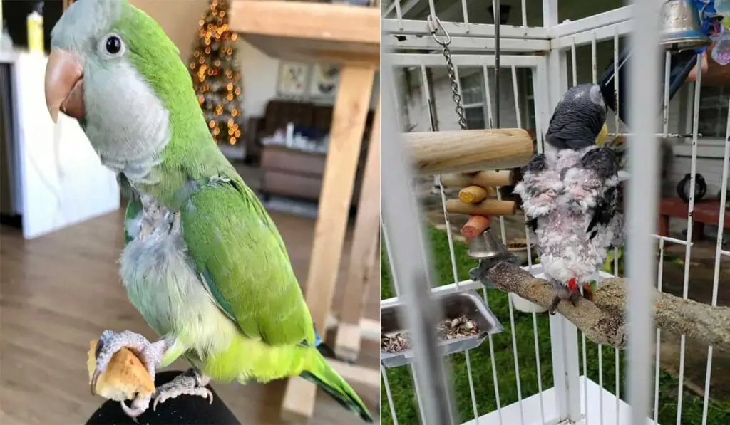 African Grey vs Quaker Parrot: Feather plucking