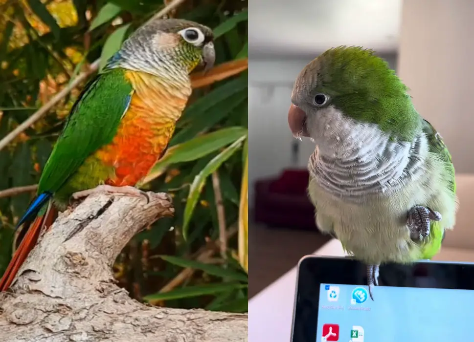 Quaker Parrot Vs. Green Cheek Conure