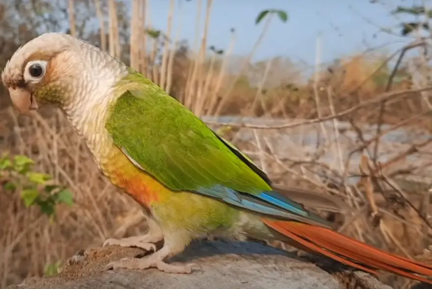 Quaker Parrot Vs. Green Cheek Conure