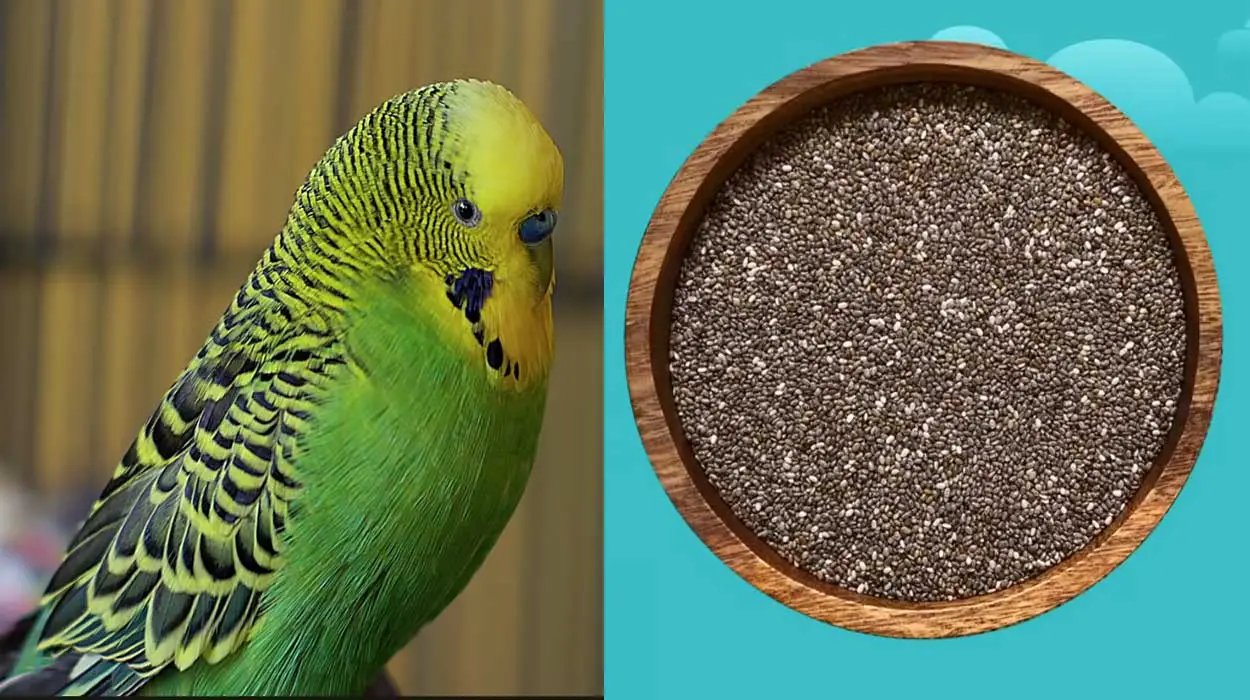 Can Parakeets Eat Chia Seeds?