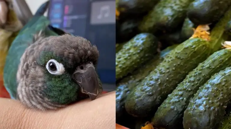 Can Conures Eat Cucumber?