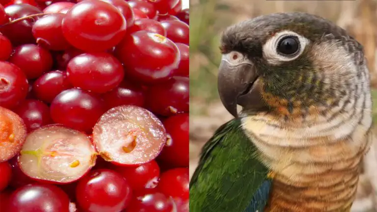 Can Conures Eat Cranberries?