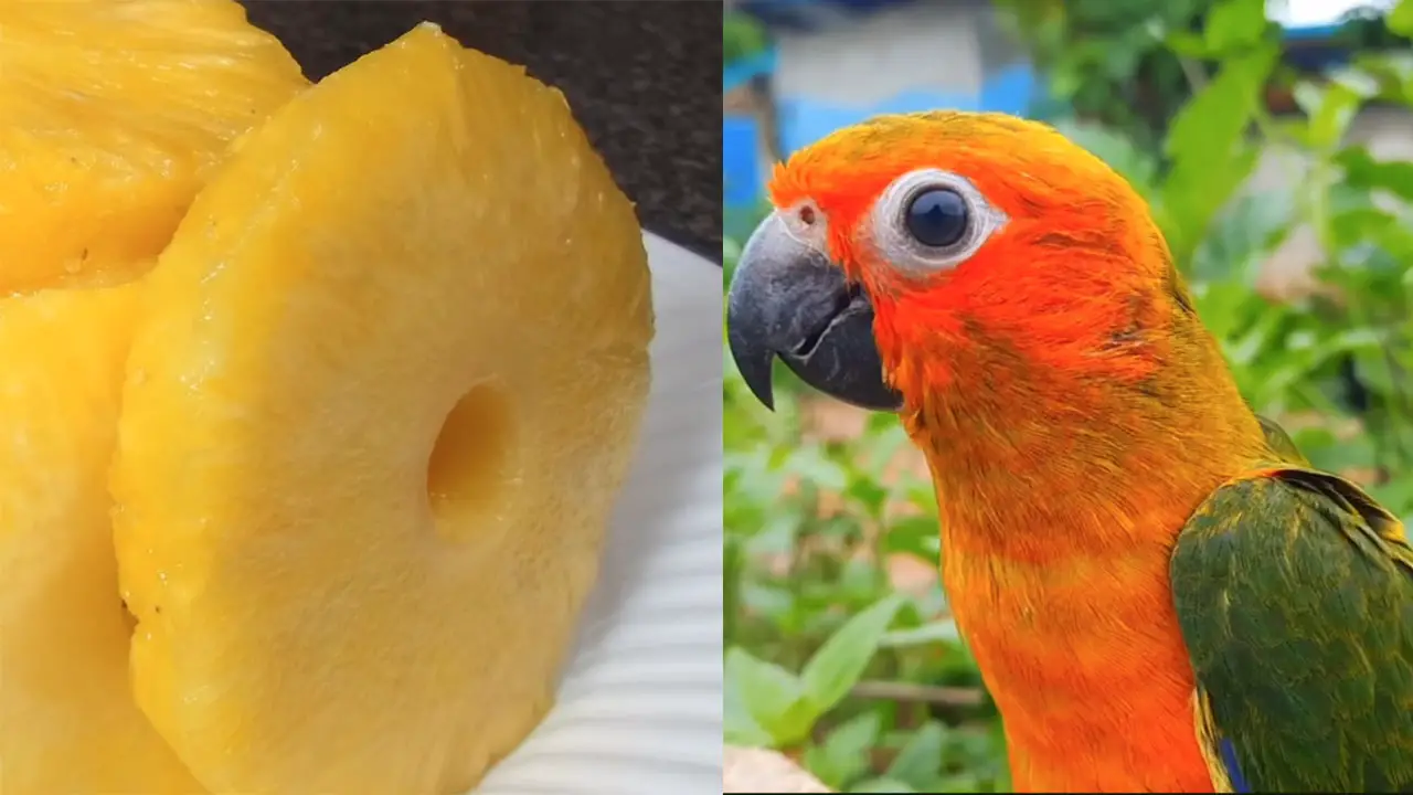 Can Conures Eat Pineapple?