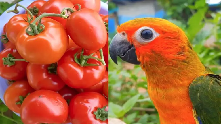 Can Conures Eat Tomatoes?