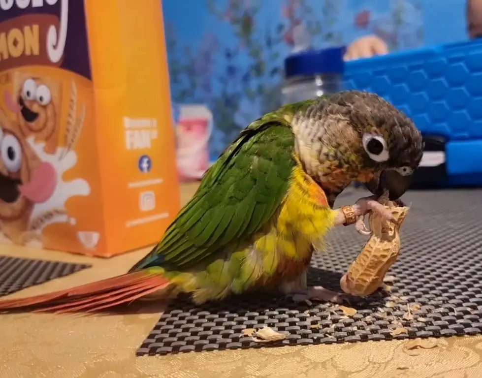 Can Conures Eat Peanuts?