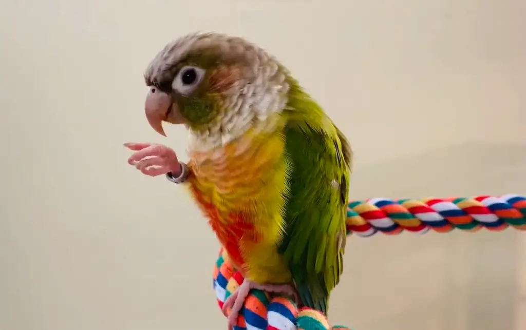Can Conures Eat Sunflower Seeds?