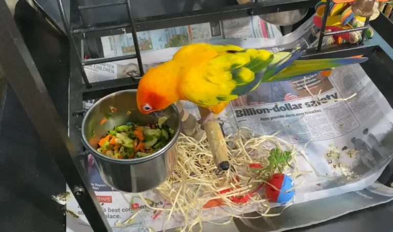 Can Conures Eat Carrots?