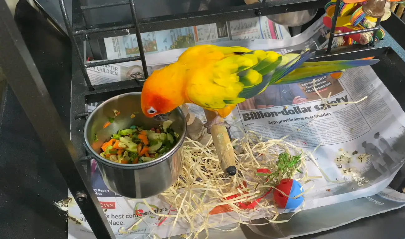 Can Conures Eat Carrots?